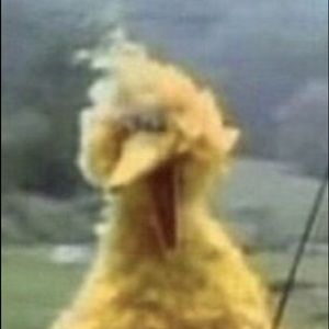 Meet your Posher, Liesl